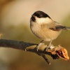 Sykora luzni - Parus montanus - Willow Tit 9139